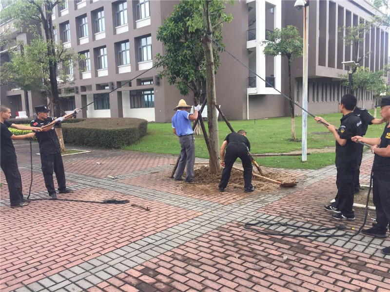 协和学院项目8.26热带风暴后安保配合绿化 木棉树移植_20180828102710.jpg