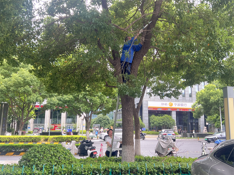 外围绿化修剪.jpg